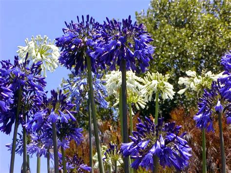 Or how to get agapanthus to bloom again (and some news 3. HOW TO OVERWINTER AGAPANTHUS |The Garden of Eaden