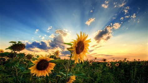 Download Mobile Wallpaper Sunflowers Sunset Plants Flowers Free