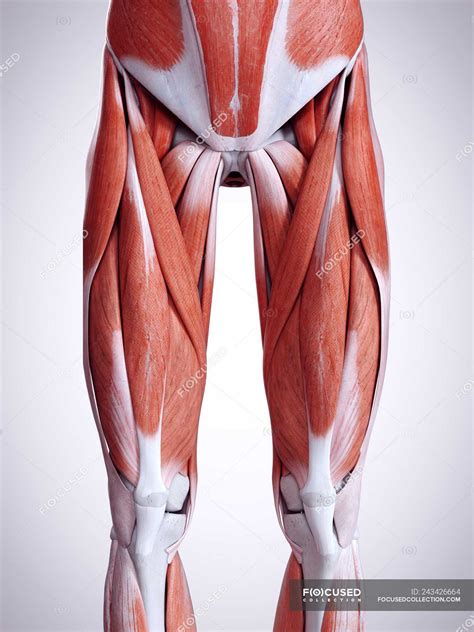 3d Rendered Illustration Of Legs Muscles In Human Body — Education