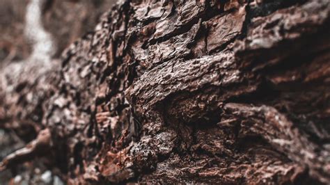 Wallpaper Tree Trunk Bark Texture Brown Hd Picture Image