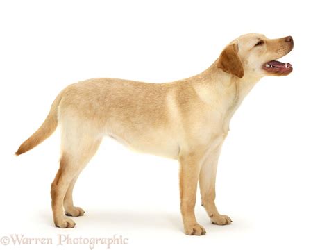 Dog Young Yellow Labrador Retriever Photo Wp36778