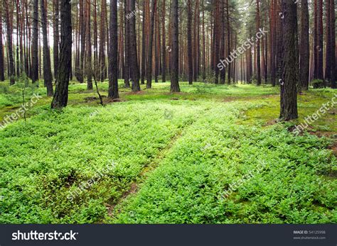 Pine Forest Beautiful Scenery In Bohemian Forest Czech Republic