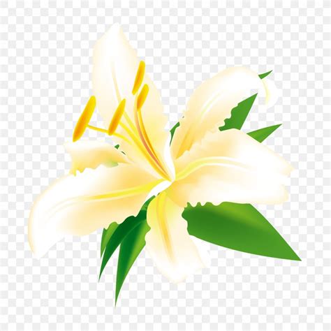 Easter Lily Euclidean Vector Flower Illustration Png 1500x1500px