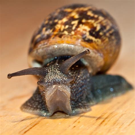 Helix Aspersa Garden Snail Uk Garden Snail Latin Name Flickr