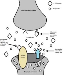 Die effekte beruhen auf der bindung an chloridkanäle, was zur. Galantamine — Wikipedia Republished // WIKI 2