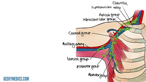 Axillary Lymph Nodes Anatomy Anatomical Charts And Posters