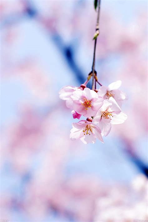 Freeios7 Mc89 Wallpaper Cherry Blossom By Gongsateam Flower