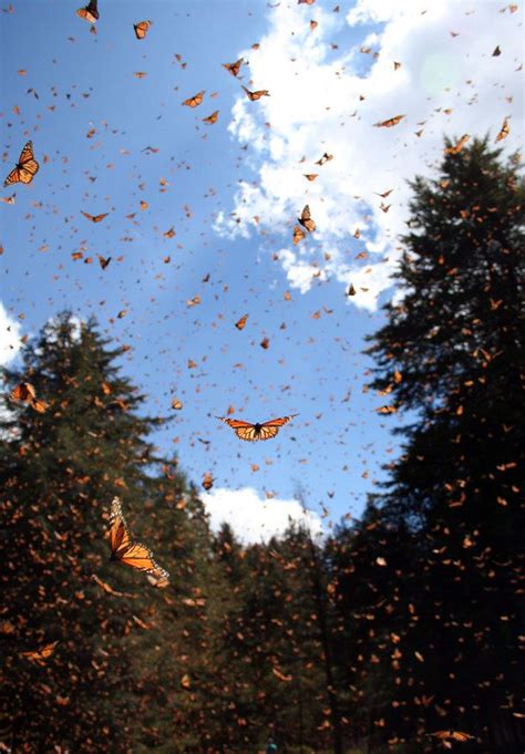 Monarch butterfly on sunflower against clear blue sky, a business card design with pure nature concept. There are other populations of monarch butterflies who don ...
