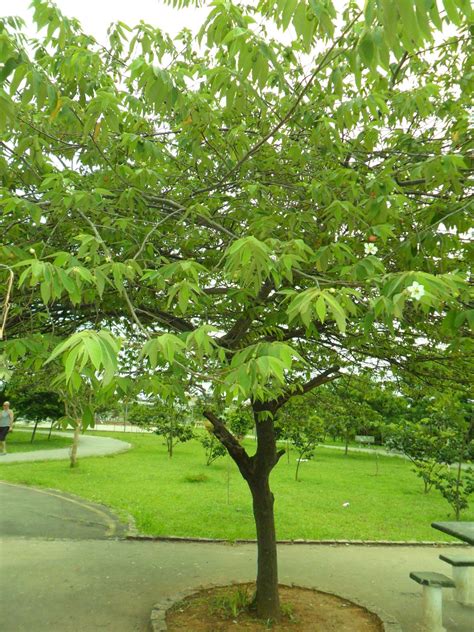 At calabura labs we believe in, and aspire for a sustainable future for mankind with our 100% safer, natural and trustworthy products. Parque Ecológico do Rochdale: Flora do Parque