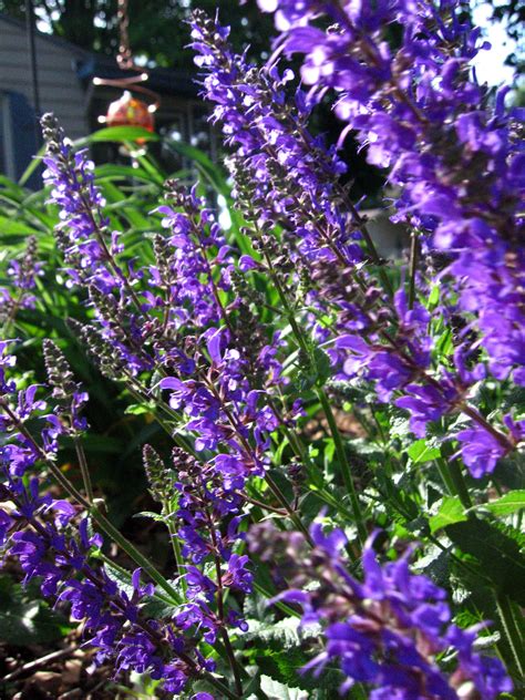 It measured in at a stunning 30 feet and 1 inch tall! Catmint Plant - Tips For Care Of Catmint