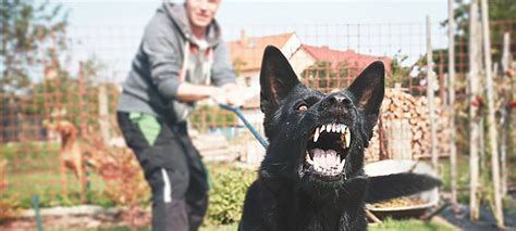 Maryland Dog Bite Lawyer Hire The Experts Zirkin And Schmerling Law