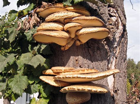 Mushrooms On Tree Free Stock Photo Freeimages