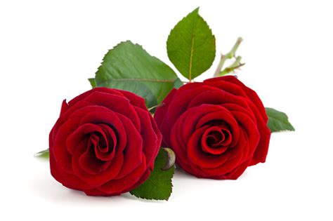 Two Red Roses Stock Photo Download Image Now Istock