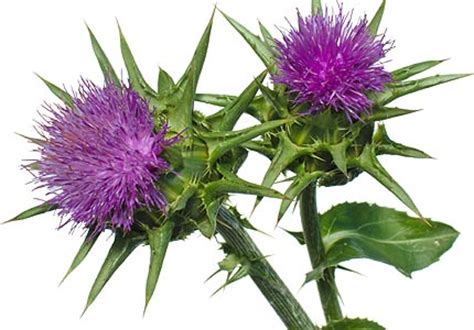 Check spelling or type a new query. Milk Thistle Powder | UK Organic Seeds Supplier