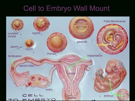 Image Result For Ovary Lab Model Labeled Prenatal Development Basic