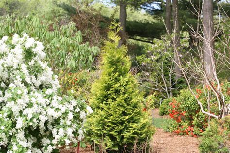 Check spelling or type a new query. Polar Gold® - Arborvitae - Thuja occidentalis | Proven Winners