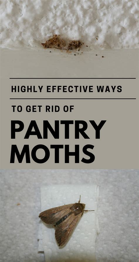 highly effective ways   rid  pantry moths cleaning expertnet