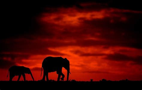 Stunning Silhouettes Show Animals Of Africa At Sunrise And Sunset Bbc