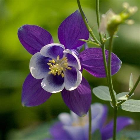 These begonias grow best in filtered shade and rich soil; Perennial shrubs shade ohio /low growing perennial shrub ...
