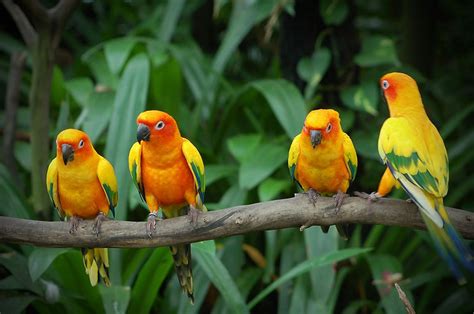 Birds Wallpapers HD | Best Wallpapers HD