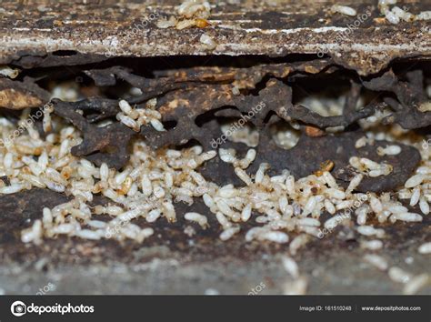 Das muss allerdings von einem profi. Termite Bois Maison - Ventana Blog