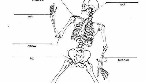skeletal system worksheets answer key