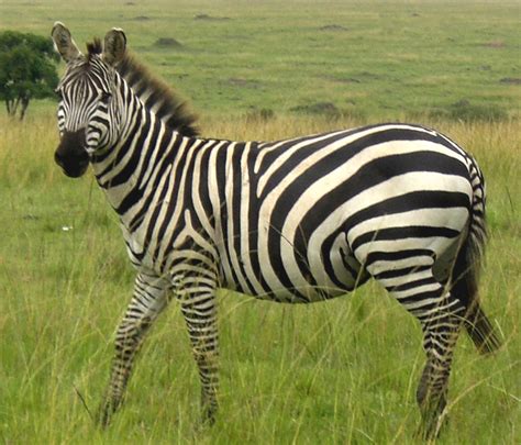 All Wildlife Photographs: December 2012