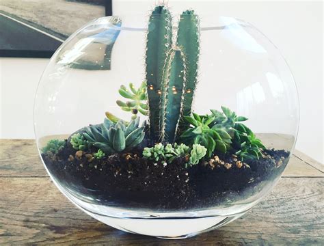 Pin By Prickle On Terrariums Mini Cactus Garden Cactus Garden