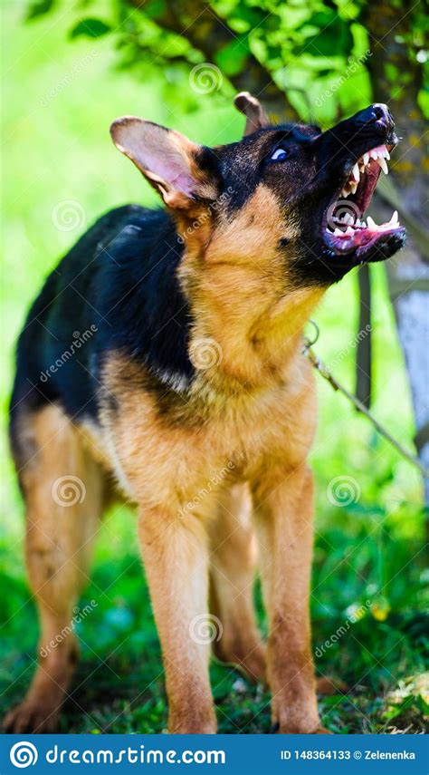 Angry Dog Attacks The Dog Looks Aggressive And Dangerous