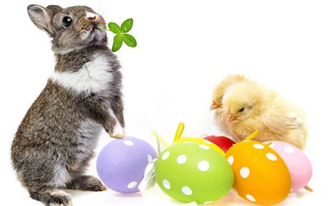 Cute Easter Bunny Wallpaper Images