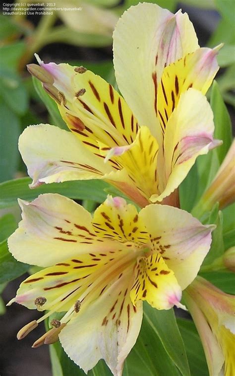 Peruvian-Lily: Alstroemeria 'Angela' [Family ...