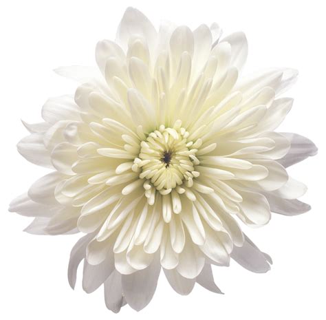 Flower White Balloon White Chrysanthemum Flower Transparent Png Clip