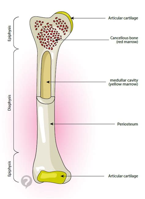 The shaft tends to be cylindrical in form. Bone marrow - Definition