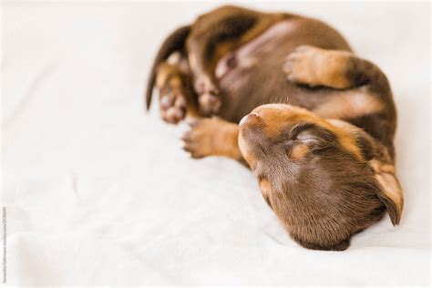 Dachshund Puppy Sleeping On Its Back By Stocksy Contributor Samantha