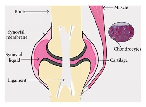 An Overview Of A Typical Joint Structure Hyaline Cartilage The Most