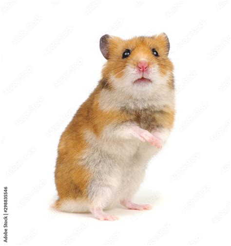 Hamster Standing On Its Hind Legs Isolated On White Stock 사진 Adobe Stock