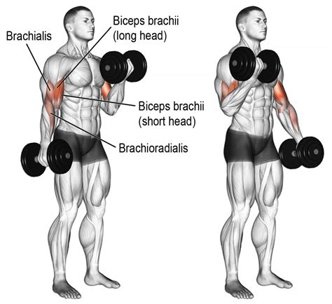 Comment Effectuer Le Curl Halt Res Biceps Weightlifting Dumbbell
