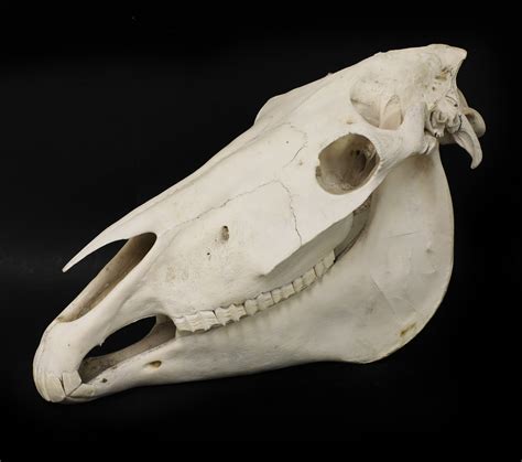 Lot 170 A Shire Horse Skull