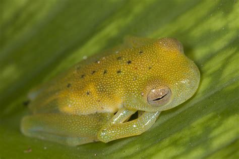 Photos Of Glass Frogs Centrolenidae