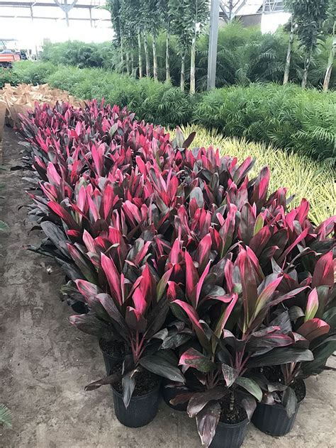In some areas, ti plants are associated with good luck and good fortune to the homes they surround. Cordyline fruticosa 'Florica', Ti Plant, Cordyline ...