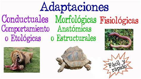 🐝¿qué Es Adaptación Tipos De Adaptación🐢 Fácil Y Rápido BiologÍa
