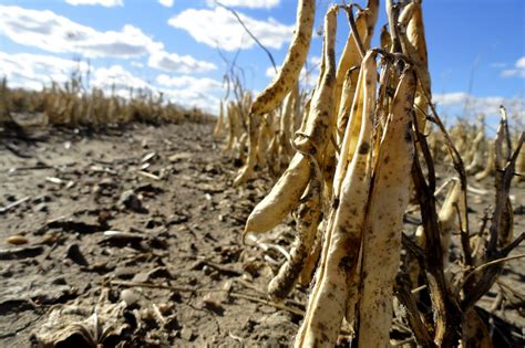 Please remember to c lean out your combine and truck boxes before harvesting dry beans. Griggs Dakota: Pinto Bean Harvest 2010