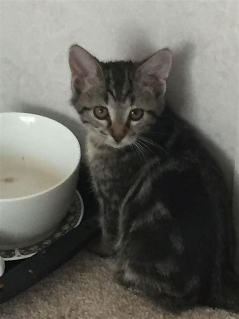 2 Month Old Kitten Malakuio
