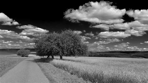 Wallpaper Sky Cloud Black And White Monochrome Photography Tree