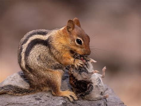 Golden Mantled Ground Squirrel Eating Rodent Smithsonian Photo