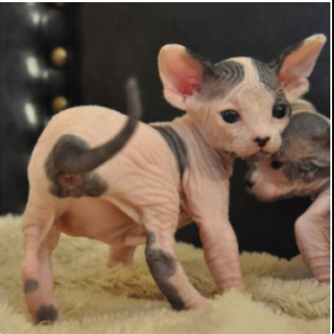 Super Cute Sphynx Kitten Baby Cats Cute Animals Cute Pictures