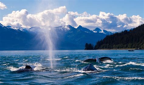 Why Juneau Is The Alaska Whale Watching Destination • Alaska Shore Tours