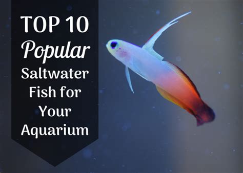 The first is a swim tank that focuses on fish. 24+ Saltwater Fish Aquarium Near Me PNG - FishTankFacts.Com