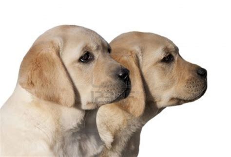 Cute Puppy Dogs Yellow Labrador Retriever Puppies