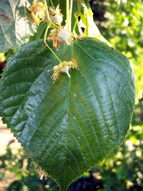 Common Lime Tilia X Europaea Nen Gallery